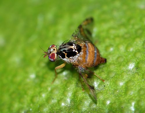 ceratitis capitata